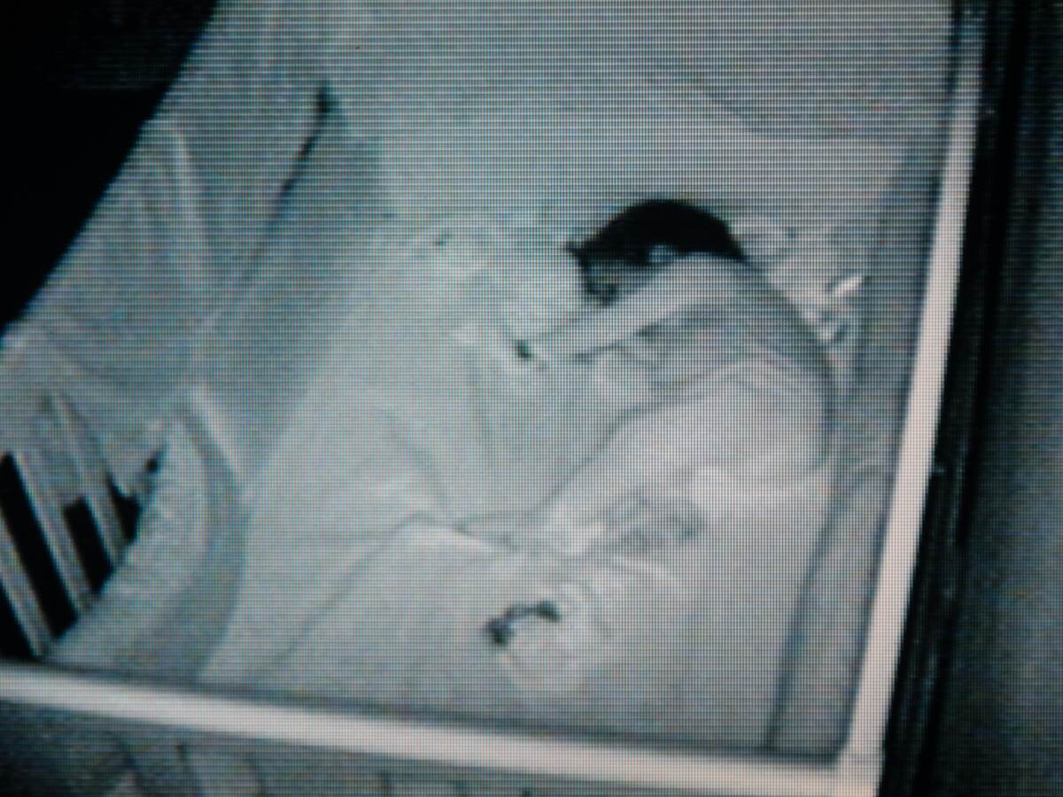 A baby sleeping in their crib